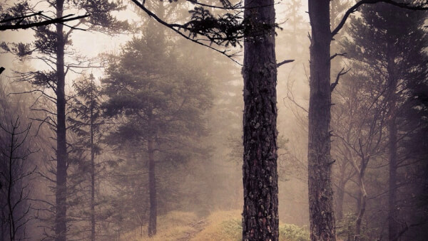 Wispers of Achelos Forest